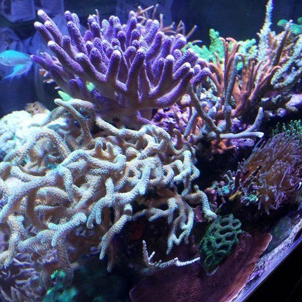 Coralli acquario udine (1)