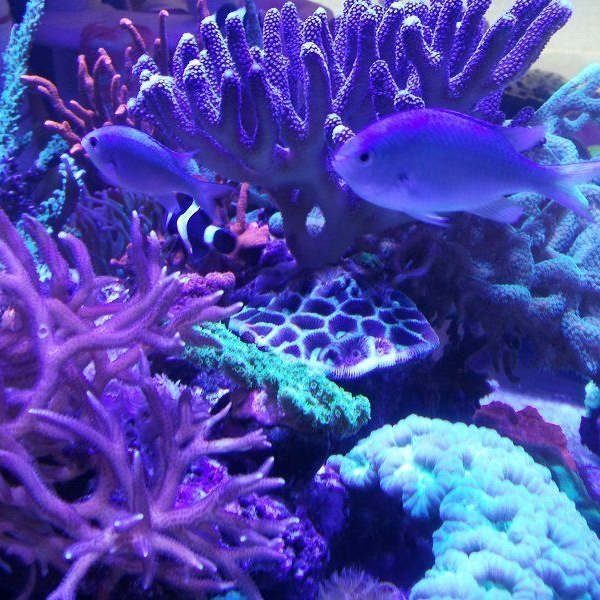 Coralli acquario udine (2)