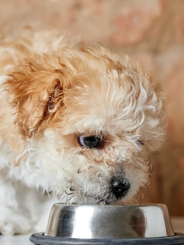 alimenti per cani Udine alimenti per cani Udine