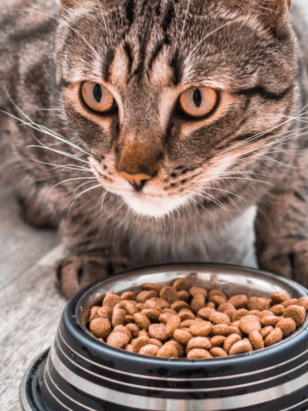 alimenti per gatti Udine alimenti per gatti Udine