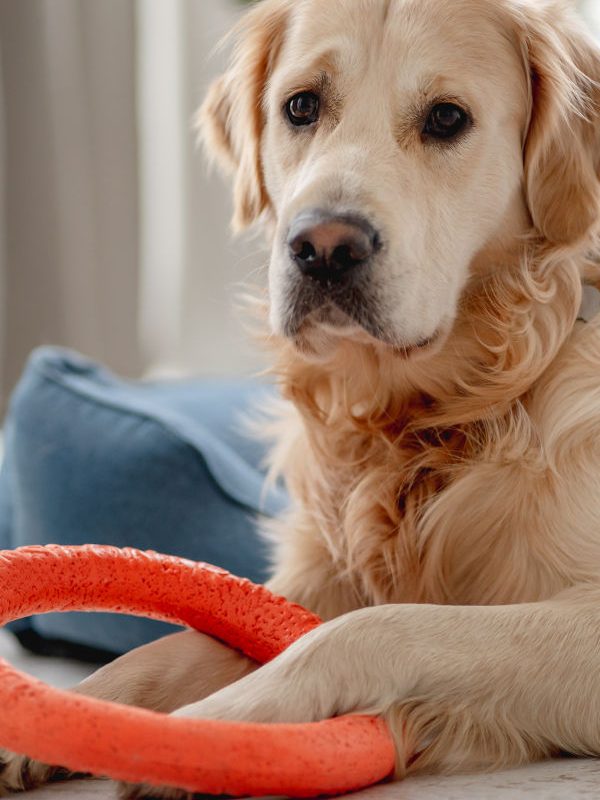 articoli per cani Udine