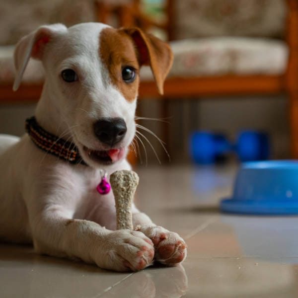 cibo per cani Udine cibo per cani Udine