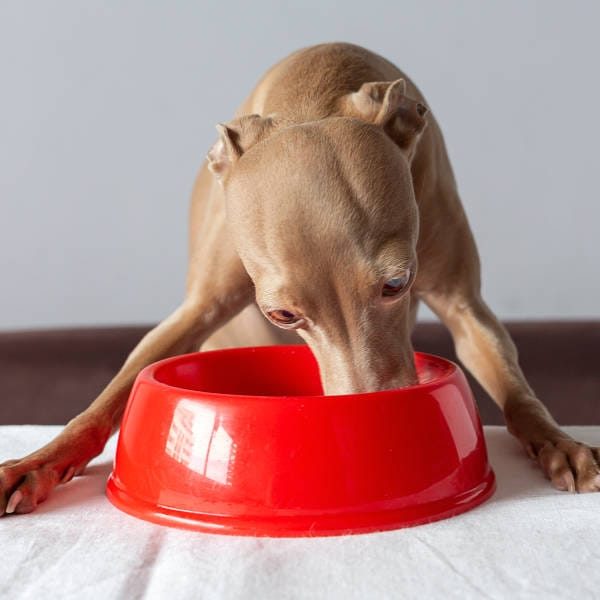 ciotole cani Udine ciotole cani Udine