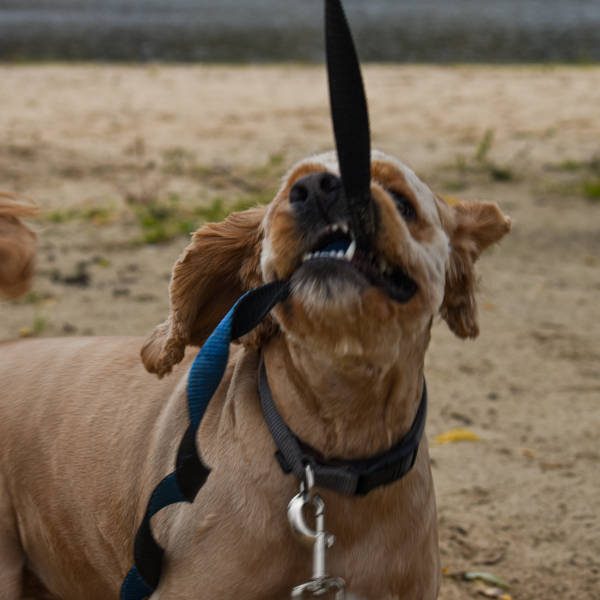 guinzagli per cani Udine